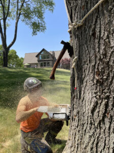 Arborist Removing A Tree