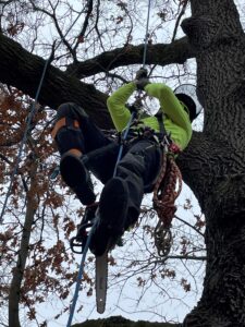 Arborist Climbing A Tree