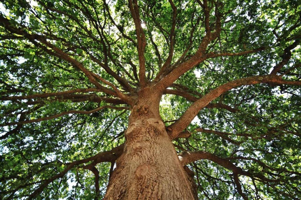 Milford Oak Tree