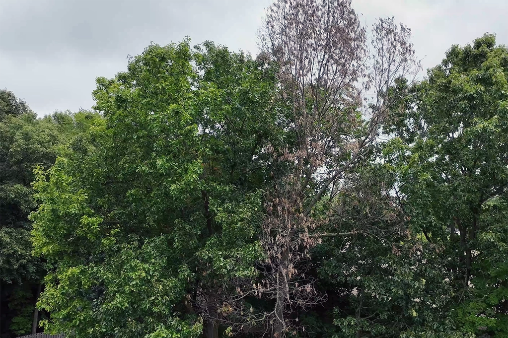Oak Wilt Management