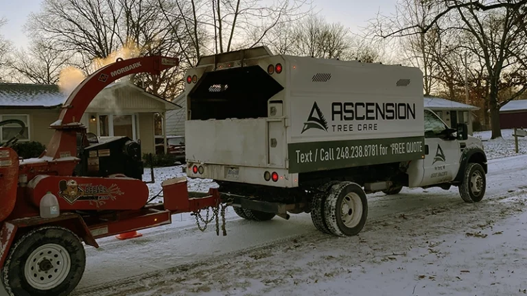 protect your trees from snowstorm damage in oakland county, mi