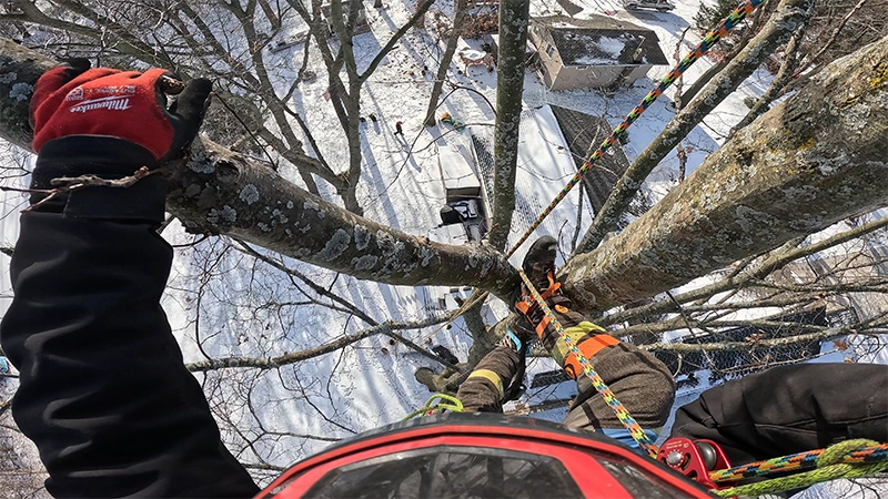 Tree Protection In Winter