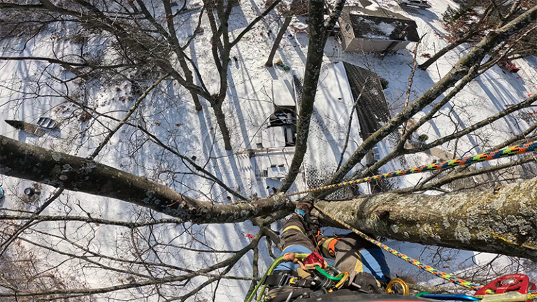 The Importance Of Tree Trimming In Milford