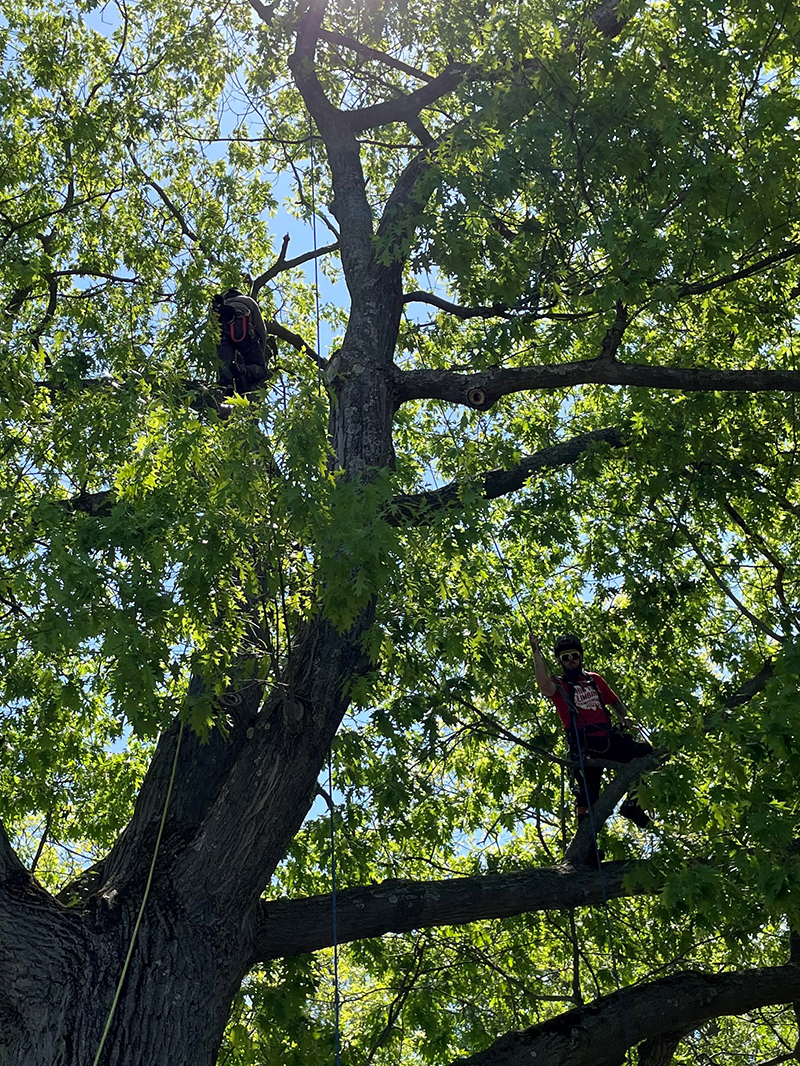 A large oak tree