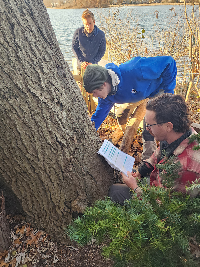 Arborists checking oak tree health