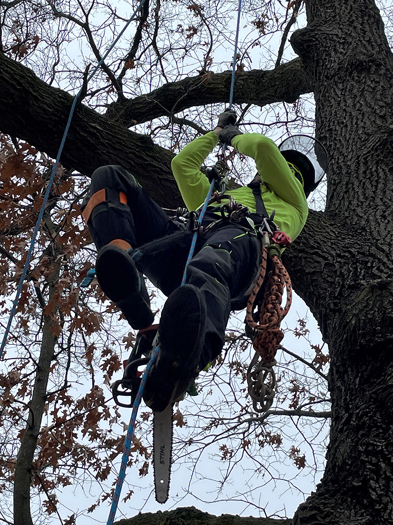 Climbing an oak tree