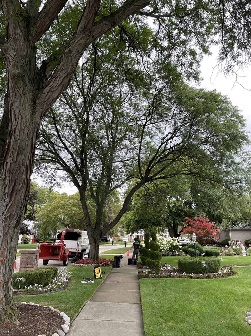 A Beautiful Yard A Beautiful Yard