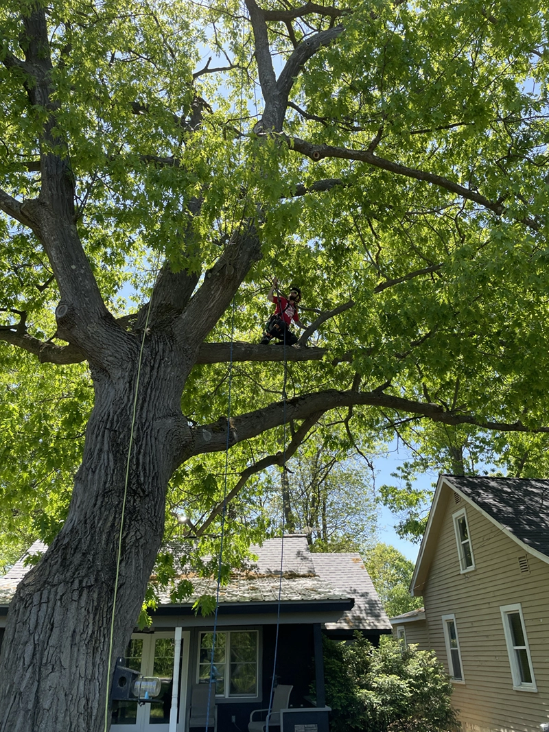 Ascension Tree Care Arborists Working Ascension Tree Care Arborists Working