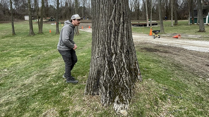 Top 5 Tree Diseases In Milford MI Top 5 Tree Diseases In Milford MI