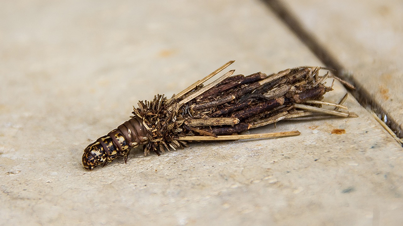 Bagworm Catapillar Bagworm Catapillar