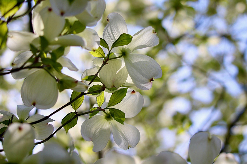 Flowering Dogwood Flowering Dogwood