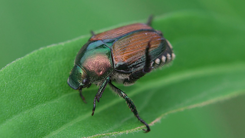 Milford's Worst Tree Pests