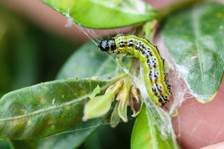 Boxwood Moth Caterpillar