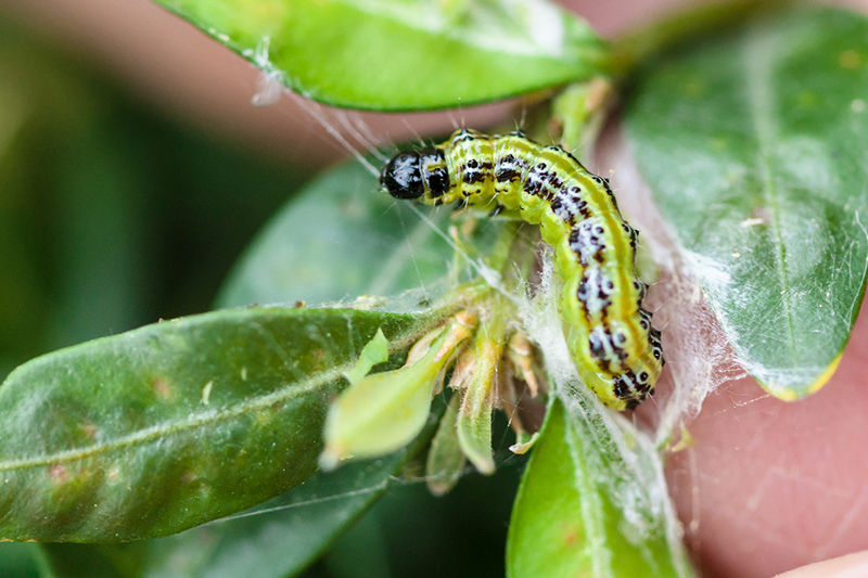 Boxwood Moth Caterpillar