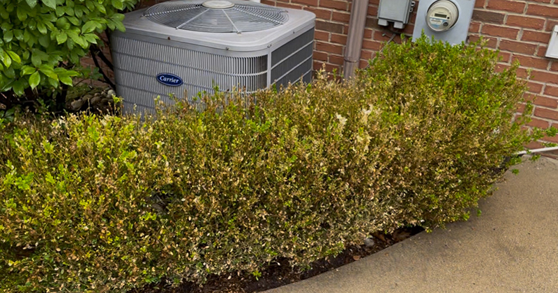 Boxwood Shrub