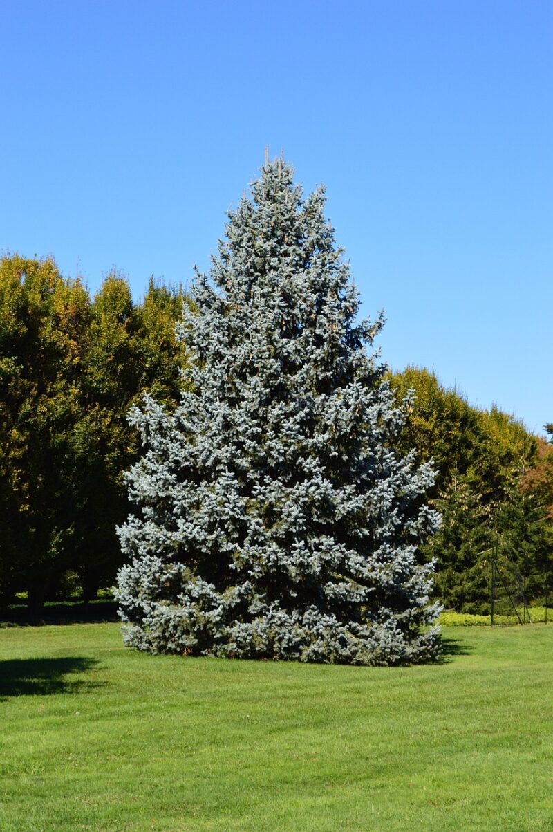 A Large Spruce Tree A Large Spruce Tree