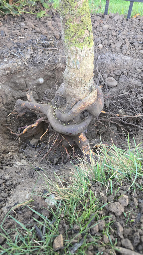 Root Collar Excavation