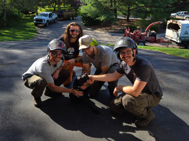 Root Collar Excavation Services