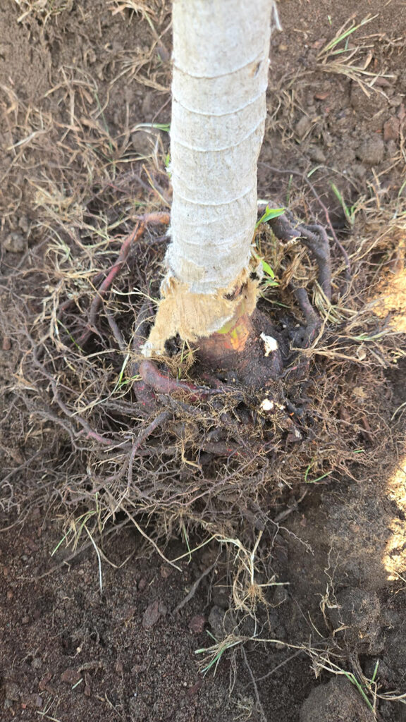 Roots Excavated By Air Spade