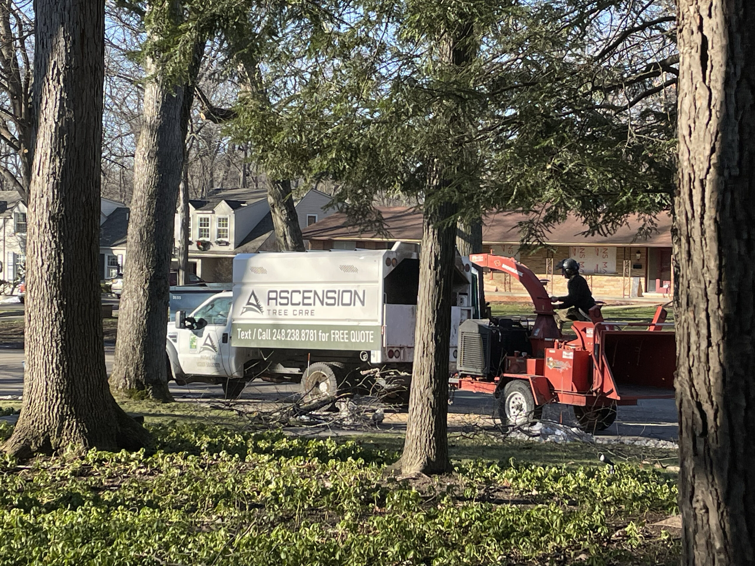 Seasonal Tree Care Checklist