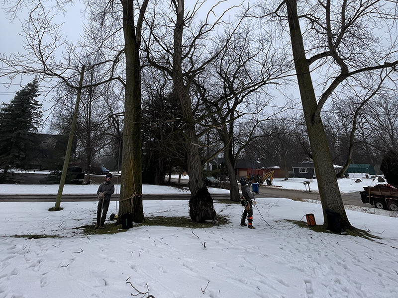 Managing Storm Damaged Trees In Michigan