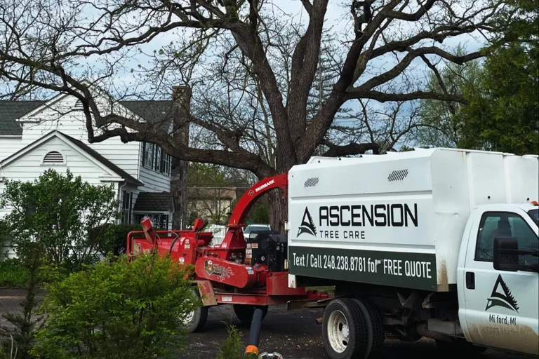 Spring Tree Preparation